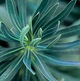 MEDITERRANEAN SPURGE - Photo by: Andrea Jones.