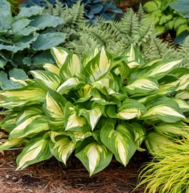 SHADOWLAND 'MISS AMERICA' HOSTA - Photo by: Proven Winners.