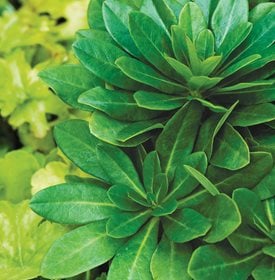 ROBB’S SPURGE - Photo by: Rob Cardillo.