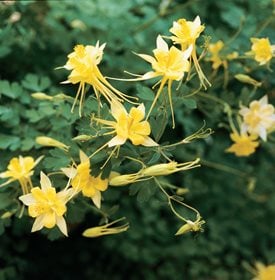 <em>A. chrysantha</em>