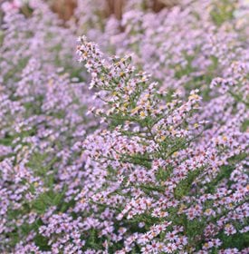 ‘Lovely’ aster - Photo by: Steffen Houser/GWI.