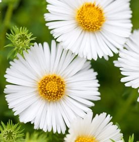 ‘Herbstschnee’ aster - Photo by: Richard Bloom.