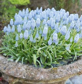 'Valerie Finnis' grape hyacinth