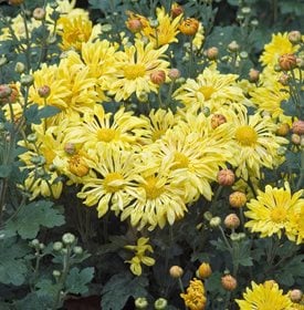<em>Chrysanthemum</em> 'Yellow Starlet'