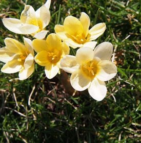 Crocus chrysanthus ‘Cream Beauty’ - Photo by: Anna Gratys / Shutterstock.