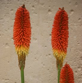 'FLAMENCO' RED HOT POKER