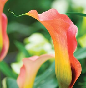 Mozart Calla Lily