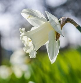 Narcissus 'Mount Hood'