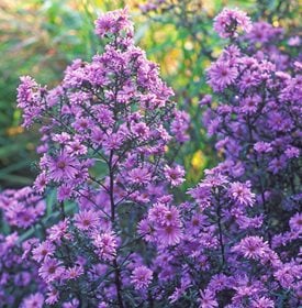 ‘Calliope’ aster - Photo by: Richard Bloom.