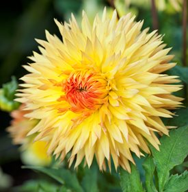 'Sassafrass' - Photo by: Andrea Jones.