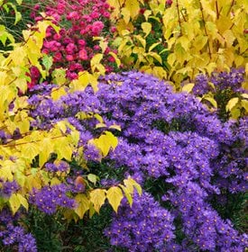 ‘Violet Queen’ aster - Photo by: Richard Bloom.