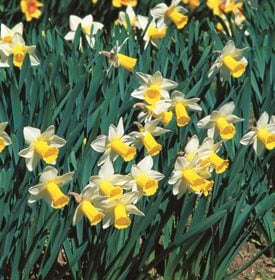 Narcissus 'Bravoure'