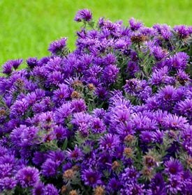 Grape Crush Aster