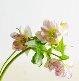 HELLEBORE DE GLACE À LA PIMENTHE