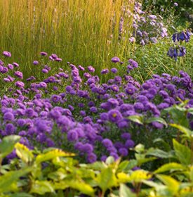 ‘Coombe Violet’ aster - Photo by: Richard Bloom.