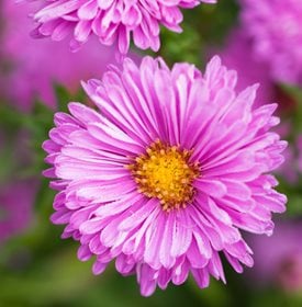 ‘Patricia Ballard’ aster - Photo by: Richard Bloom.