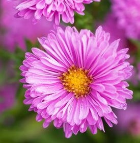 Aster Flowers: Plant & Care for These Fall-Blooming Perennials | Garden ...