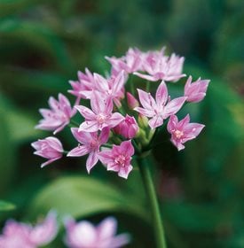 Allium unifolium