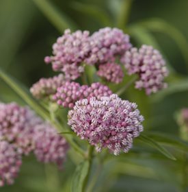 Asclepias incarnata (swamp milkweed) - Photo by: Proven Winners