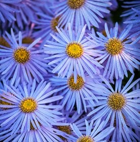 ‘Mönch’ aster - Photo by: Richard Bloom.