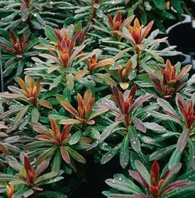 Efanthia euphorbia - Photo by: Proven Winners.