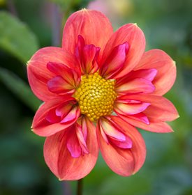 'Giggles' - Photo by: Andrea Jones.