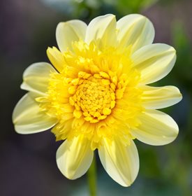 'Lucky Ducky' - Photo by: Andrea Jones.