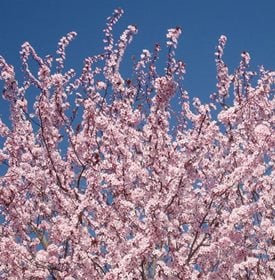 Prunus cerasifera 'Nigra'