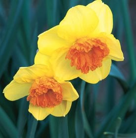 Narcissus 'Modern Art'