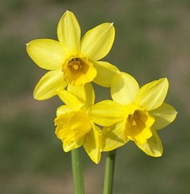 Narcissus 'Tête-à-Tête'