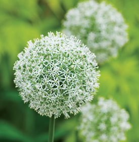 Allium 'Mount Everest'