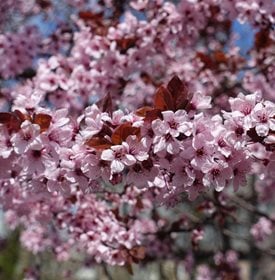 Prunus cerasifera 'Atropurpurea'
