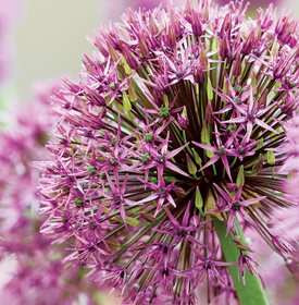 Allium hollandicum 'Purple Sensation'