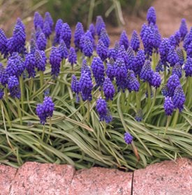 Muscari armeniacum