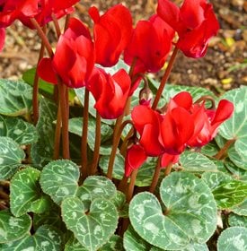 Cyclamen How to Grow Care for Cyclamen Flowers Garden Design