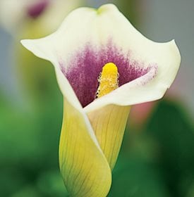 Picasso Calla Lily