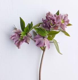 PINE KNOT STRAIN DOUBLE PINK HELLEBORE