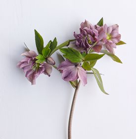 Pine KNOT STRAIN DOUBLE PINK HELLEBORE