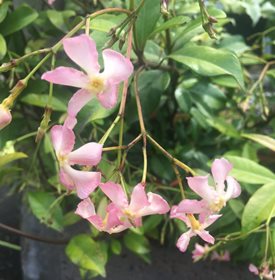 'Pink Showers' star jasmine