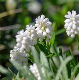 'Album' grape hyacinth