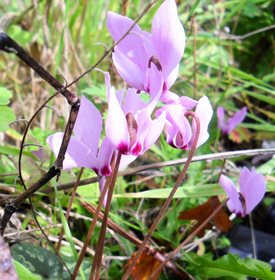 Cilician Cyclamen