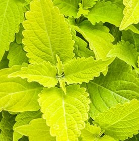 ColorBlaze Lime Time Coleus - Photo by: Proven Winners.