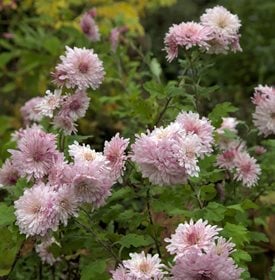<em>Chrysanthemum x rubellum</em> 'Emperor of China'
