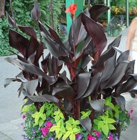 Tropicanna Black canna lily