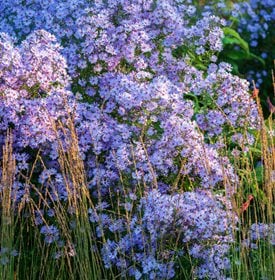 'Little Carlow' aster - Photo by: Richard Bloom.