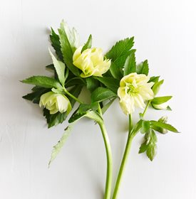 LOTUS D'OR HELLEBORE