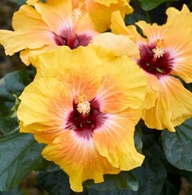 Hollywood Hibiscus Social Butterfly