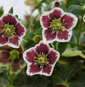 ROMANTIC GETAWAY HELLEBORE