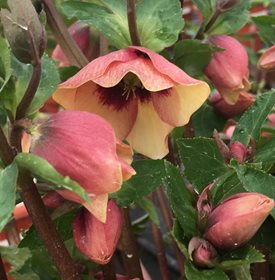 SANDY SHORES HELLEBORE