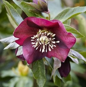 HELLEBORE RACER ROUGE